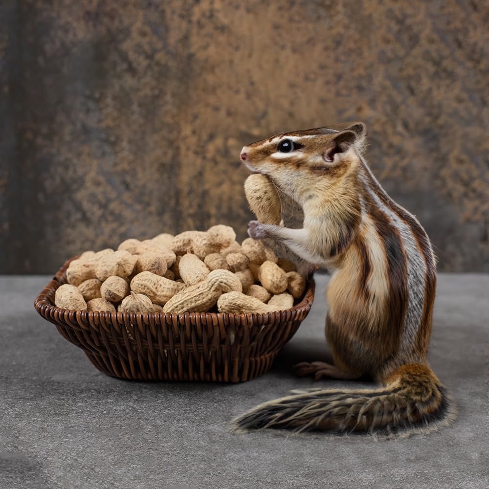 Plain In Shell Peanuts 2 lbs N1177