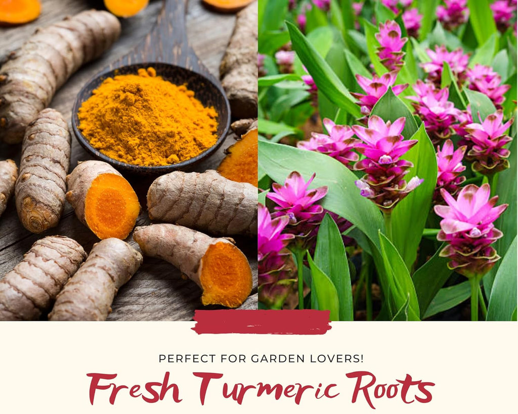 1 Lb Fresh Turmeric Roots X338