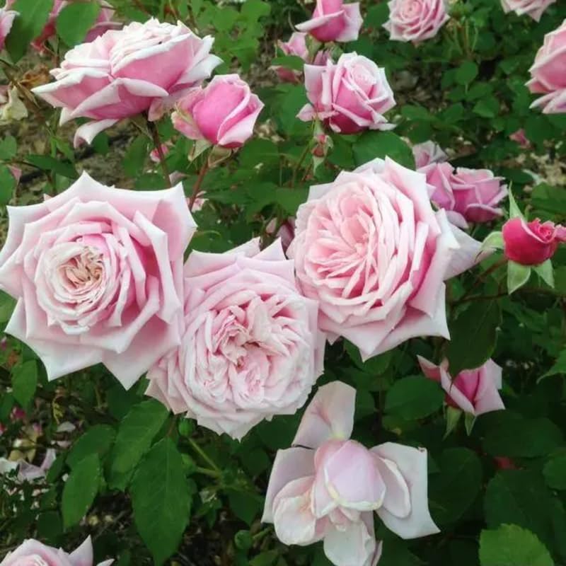 Pink Climbing Rose Starter Plants Q444789