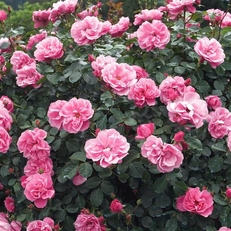 Pink Climbing Rose Starter Plants Q444789