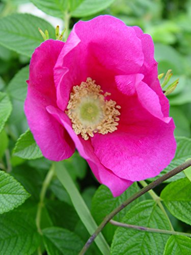 Double Blush Pink Climbing Rose E897