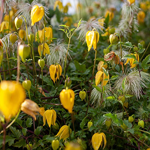 1000 Seeds Perennial Clematis Climbing Vine Garden Seeds U52960