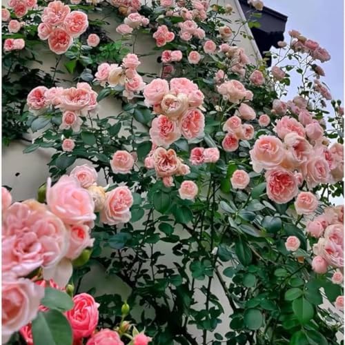 Pink Climbing Rose Starter Plants Q444789