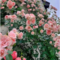 Pink Climbing Rose Starter Plants Q444789