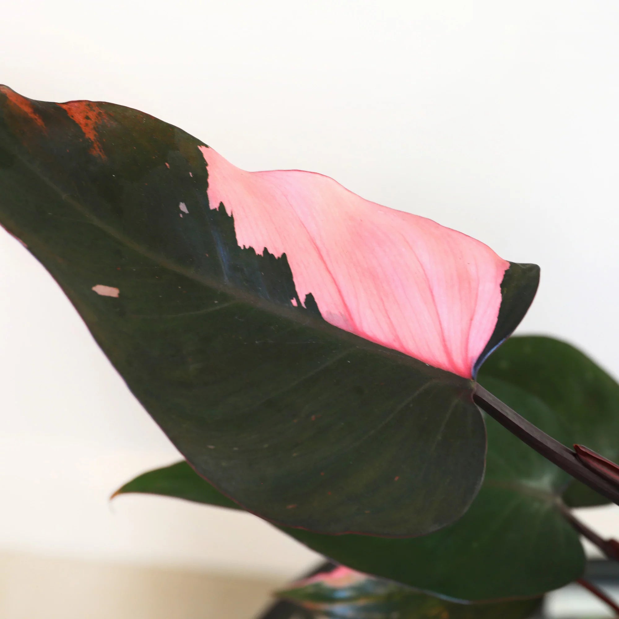 Pink Princess Philodendron Live Plant in 5" White Ceramic Pot J36361
