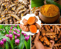 1 Lb Fresh Turmeric Roots X338