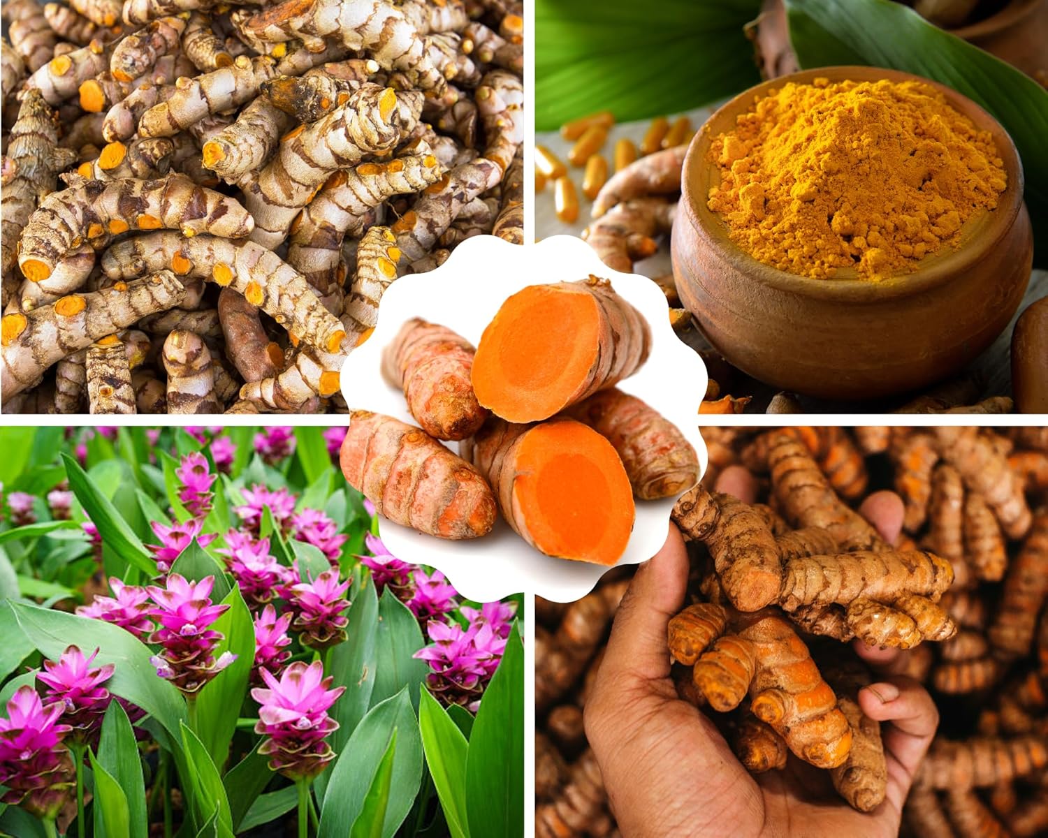 1 Lb Fresh Turmeric Roots X338