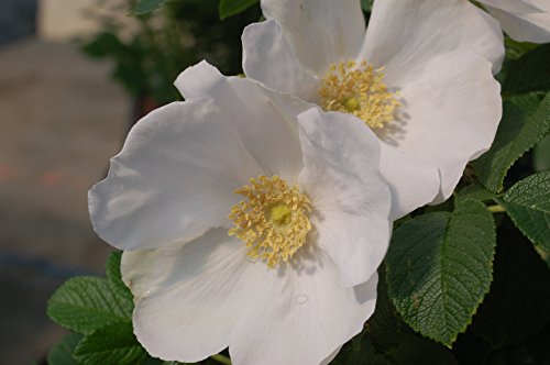Double Blush Pink Climbing Rose E897