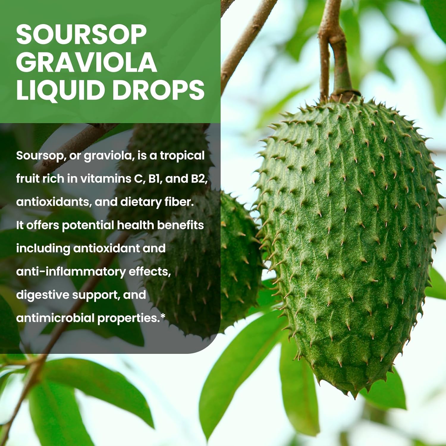 Soursop Graviola Liquid Drops 1500mg with Green Tea, Black Seed Oil, Turmeric, Natural-B Flavor 2 Fl Oz U188513